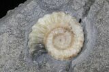 Promicroceras Ammonite - Dorset, England #30713-1